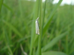 Crambus lathoniellus