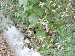 Cynanthus latirostris