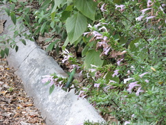 Cynanthus latirostris