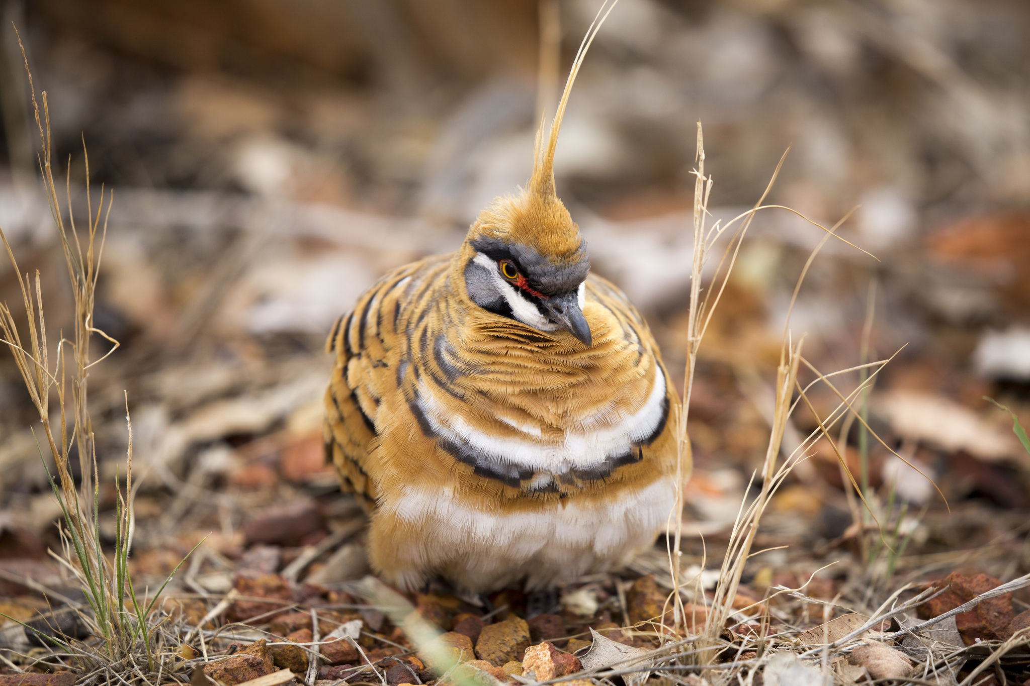 Spinifex Pigeon illustration