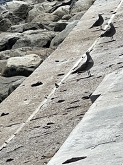 Leucophaeus modestus