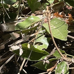 Mecistogaster ornata