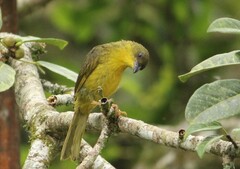 Orthogonys chloricterus