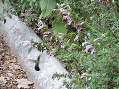 Cynanthus latirostris