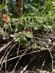 Mecistogaster ornata