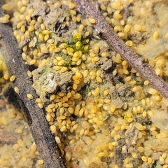 Ostracoda
