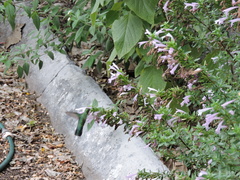 Cynanthus latirostris