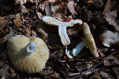 Russula rubroalba