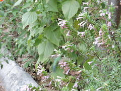 Cynanthus latirostris