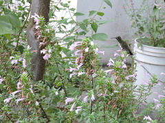 Cynanthus latirostris