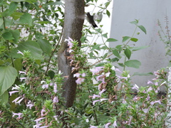 Cynanthus latirostris