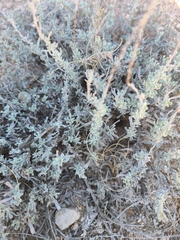 Artemisia bigelovii