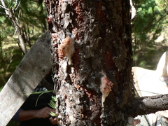Dendroctonus