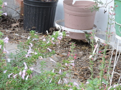 Cynanthus latirostris