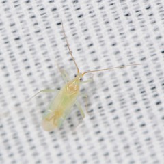 Blepharidopterus provancheri