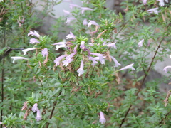 Cynanthus latirostris