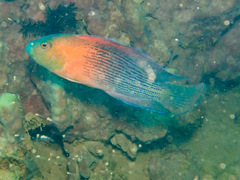 Labracinus lineatus
