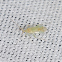 Blepharidopterus provancheri