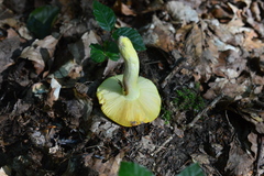Russula aurea