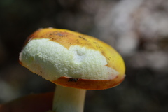 Russula aurea