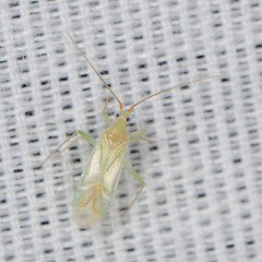 Blepharidopterus provancheri