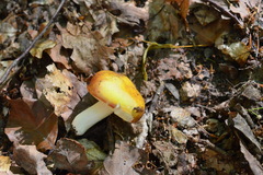 Russula aurea
