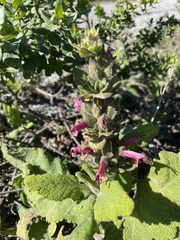 Salvia spathacea