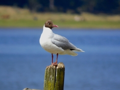 Brown-Hooded Gull photo 4