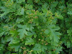 Crataegus subsphaerica
