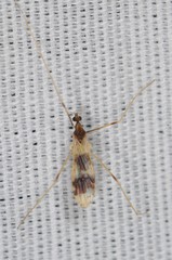 Erioptera venusta