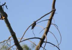 Cynanthus latirostris