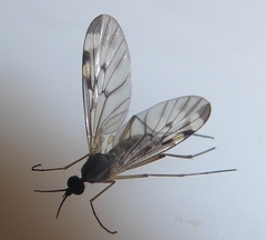 Sylvicola