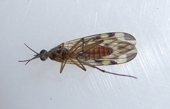 Sylvicola