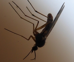 Sylvicola