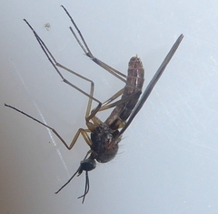 Sylvicola