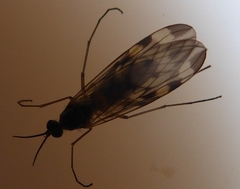 Sylvicola