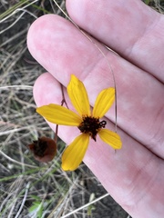 Coreopsis leavenworthii