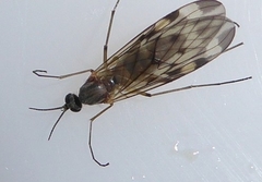 Sylvicola