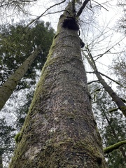 Homalothecium nuttallii