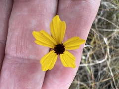 Coreopsis leavenworthii