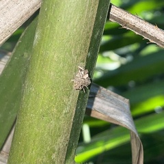 Cyrtocoris