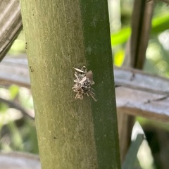 Cyrtocoris
