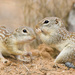 Rio Grande Ground Squirrel - Photo (c) Greg Lasley, some rights reserved (CC BY-NC), uploaded by Greg Lasley