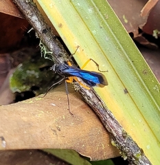 Pompiloidea