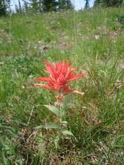 Castilleja elmeri