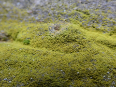 Flavoplaca
