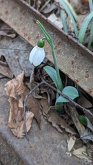 Galanthus elwesii