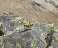 Buckellacris chilcotinae