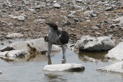 Aquila spilogaster