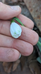 Galanthus elwesii